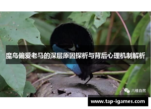 魔鸟偏爱老马的深层原因探析与背后心理机制解析